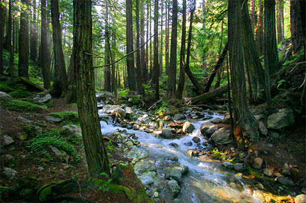 Ready to experience where lush forest meets California's rocky cliffs of the Pacific? Big Sur is a 90-mile stretch of gorgeous coastline between Carmel to the north and Cambria to the south...and you gotta go!