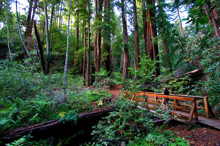 Ready to experience where lush forest meets California's rocky cliffs of the Pacific? Big Sur is a 90-mile stretch of gorgeous coastline between Carmel to the north and Cambria to the south...and you gotta go!