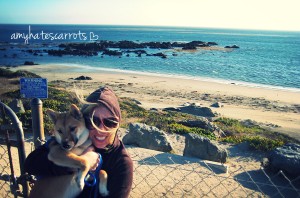 There's a magical place where California wine country meets the gorgeous Pacific. Here's a guide to visiting Cambria - you just NEED to go!