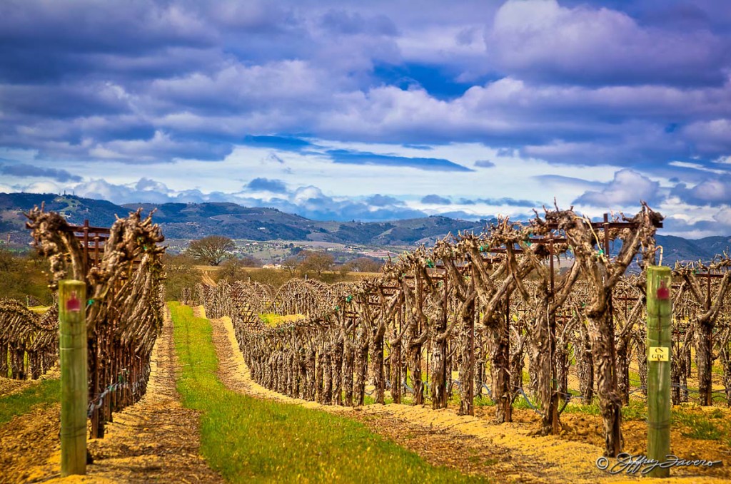 Visiting Paso Robles + tasting your way through wine country is such a fabulous experience...you definitely should take a trip there soon!